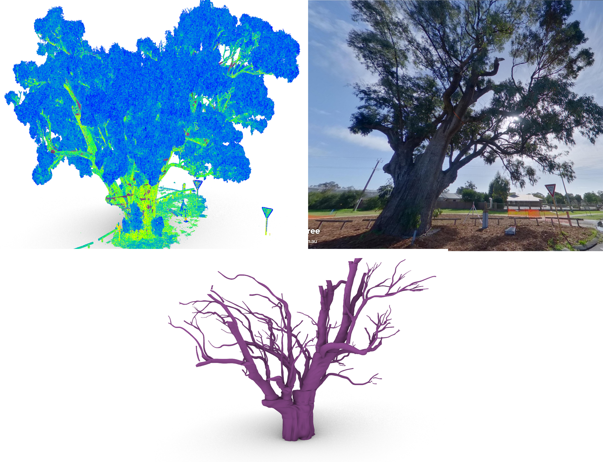 3D Scanning of Giant Trees